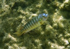 Labeotropheus fuelleborni