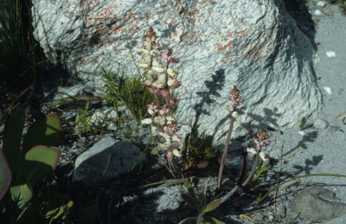 Lachenalia peersii