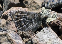 Oeneis chryxus stanislaus