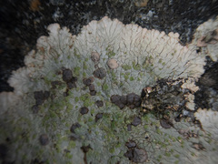 Placopsis lambii