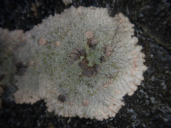 Placopsis lambii