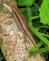 Variable Skink - Photo (c) Peter Vos, some rights reserved (CC BY-NC), uploaded by Peter Vos