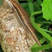 Variable Skink - Photo (c) Peter Vos, some rights reserved (CC BY-NC), uploaded by Peter Vos