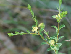 Pimelea flava flava