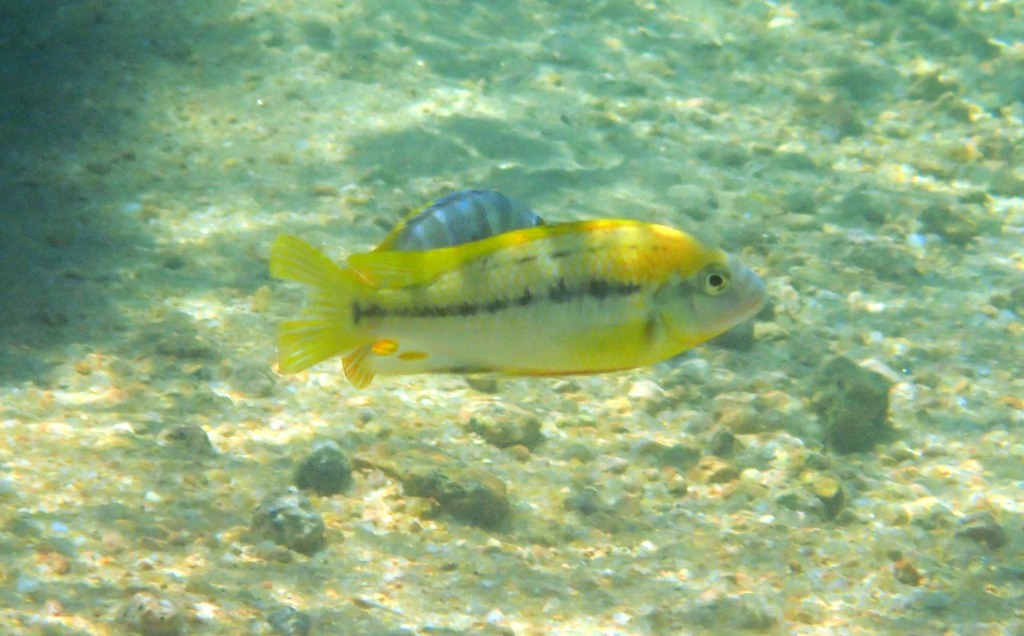 Cyathochromis obliquidens — Cichlidae