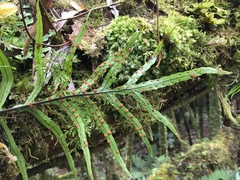 Microsorum novae-zealandiae