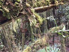 Microsorum novae-zealandiae