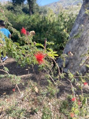 Calliandra californica