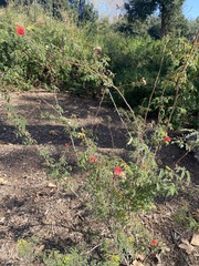 Calliandra californica