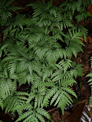 Selaginella radiata