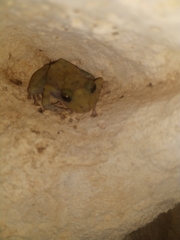 Craugastor yucatanensis