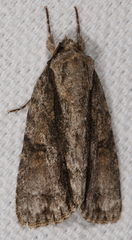 Acronicta connecta