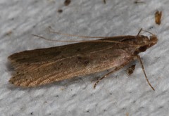 Dichomeris ligulella