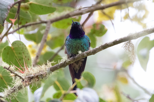 Purple-throated Sunangel