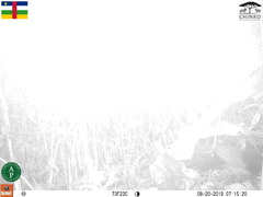 Centropus leucogaster neumanni