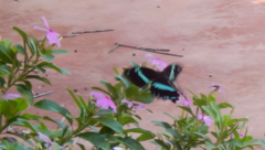 Papilio nireus lyaeus