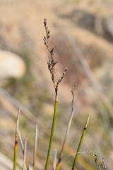 Pseudoschoenus inanis