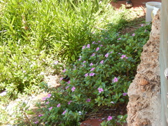 Papilio nireus lyaeus