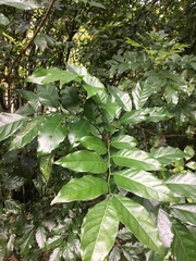 Bridelia tomentosa