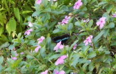 Papilio nireus lyaeus