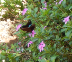 Papilio nireus lyaeus