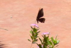 Papilio nireus lyaeus