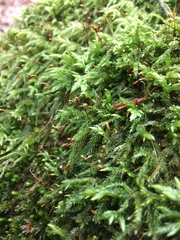 Pseudisothecium myosuroides