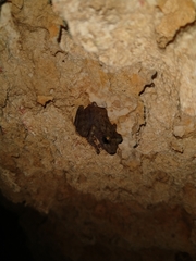 Craugastor yucatanensis