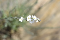 Gomphostigma virgatum