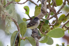 Phyllomyias uropygialis