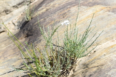 Gomphostigma virgatum