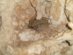 Craugastor yucatanensis