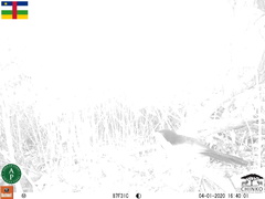 Centropus leucogaster neumanni