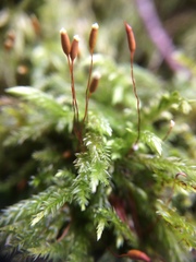 Pseudisothecium myosuroides