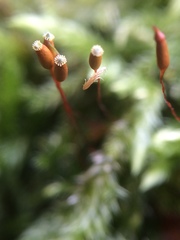 Pseudisothecium myosuroides