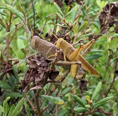 Schistocerca alutacea