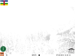 Centropus leucogaster neumanni