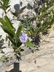 Clitoria laurifolia