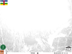 Centropus leucogaster neumanni