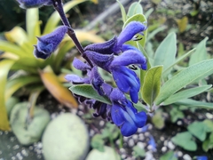 Salvia humboltiana