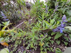 Salvia humboltiana