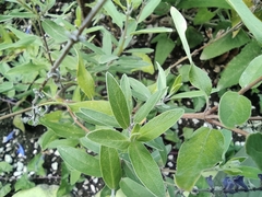 Salvia humboltiana