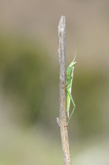 Apteromantis aptera