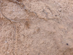 Gryllomorpha