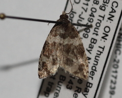 Olethreutes valdanum