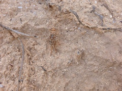 Gryllomorpha