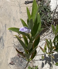 Clitoria laurifolia