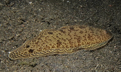 Mcculloch's Tongue Sole photo 5