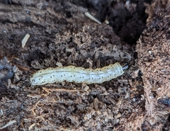 Scolecocampa liburna