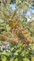 Hylephila phyleus